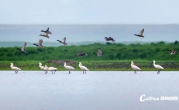 蔡甸区携手海康威视推进湿地生态监测与气象服务融合