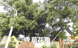 香草花田桃李飘香 开启夏日甜蜜盛宴