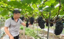 夏日果盘又添新，蔡甸这里的葡萄熟啦