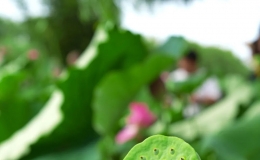 咔嚓！跟蔡甸的夏天拍个“荷”照