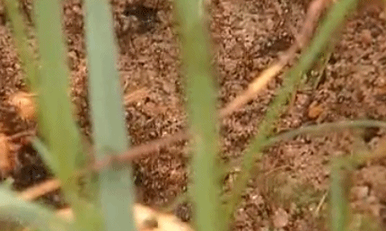 083027sgzekkfzmhssgw3k.gif