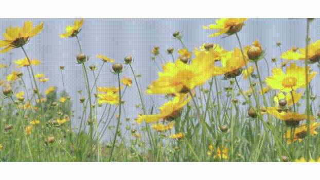 112632e4145zzl4nvddn85.gif