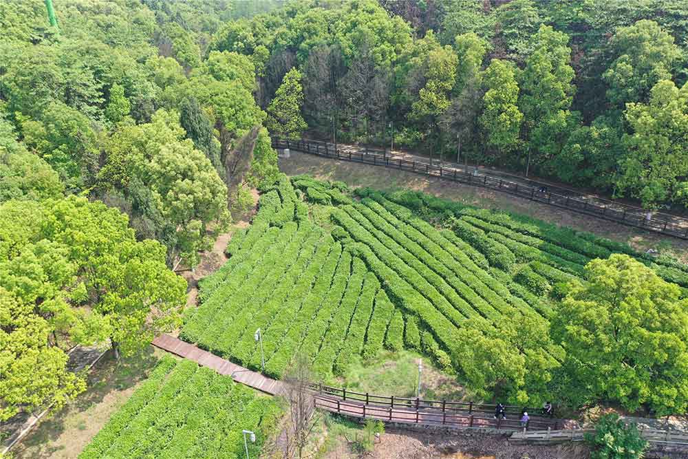 DJI_0889.jpg