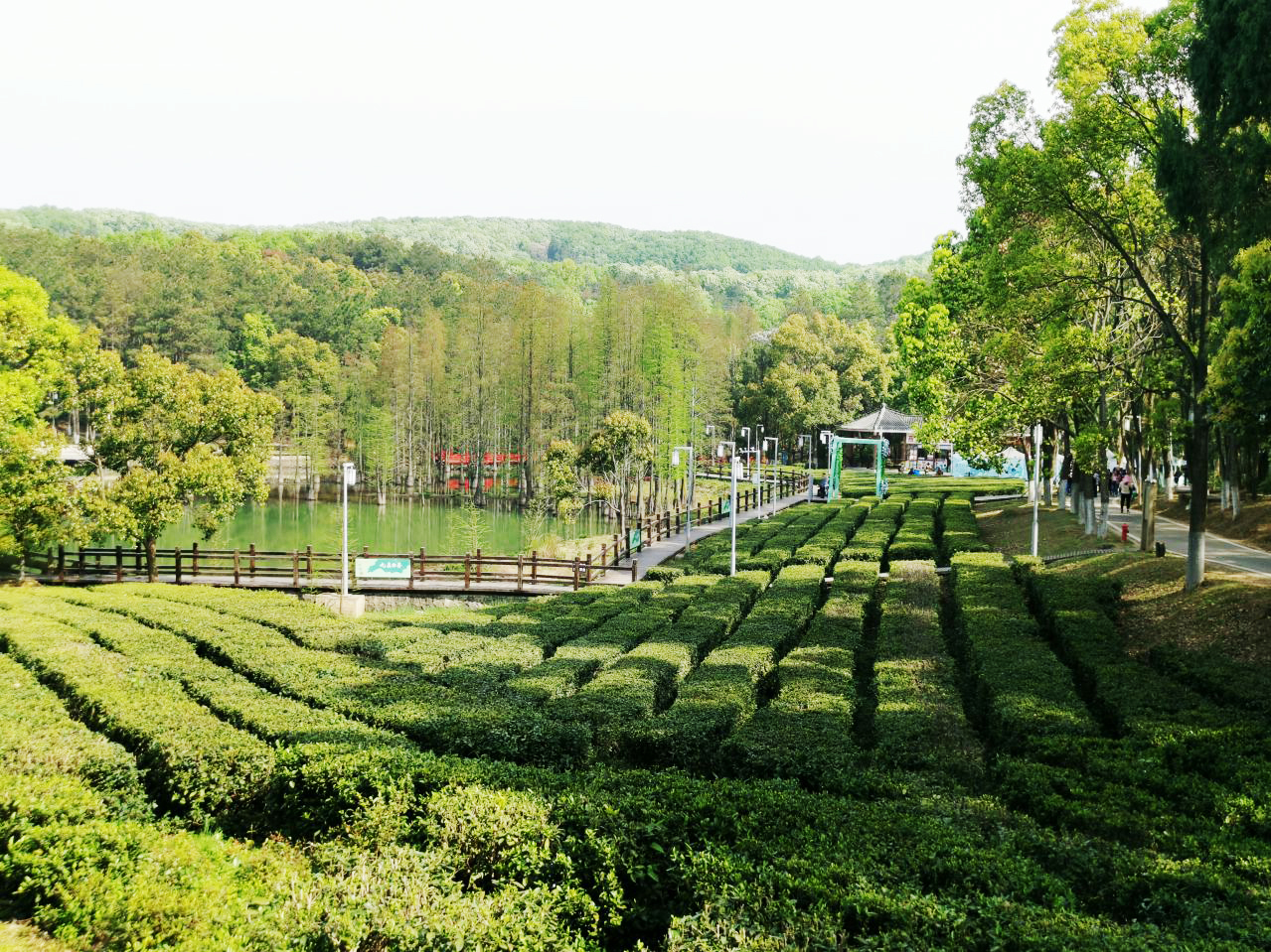 白茶园基地1.jpg