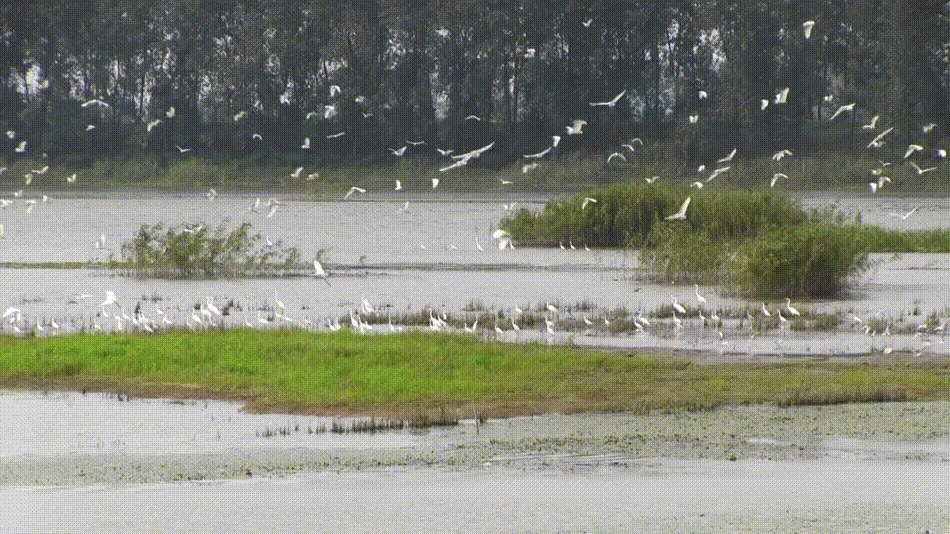 132620z72vw61xcvcws6z3.gif