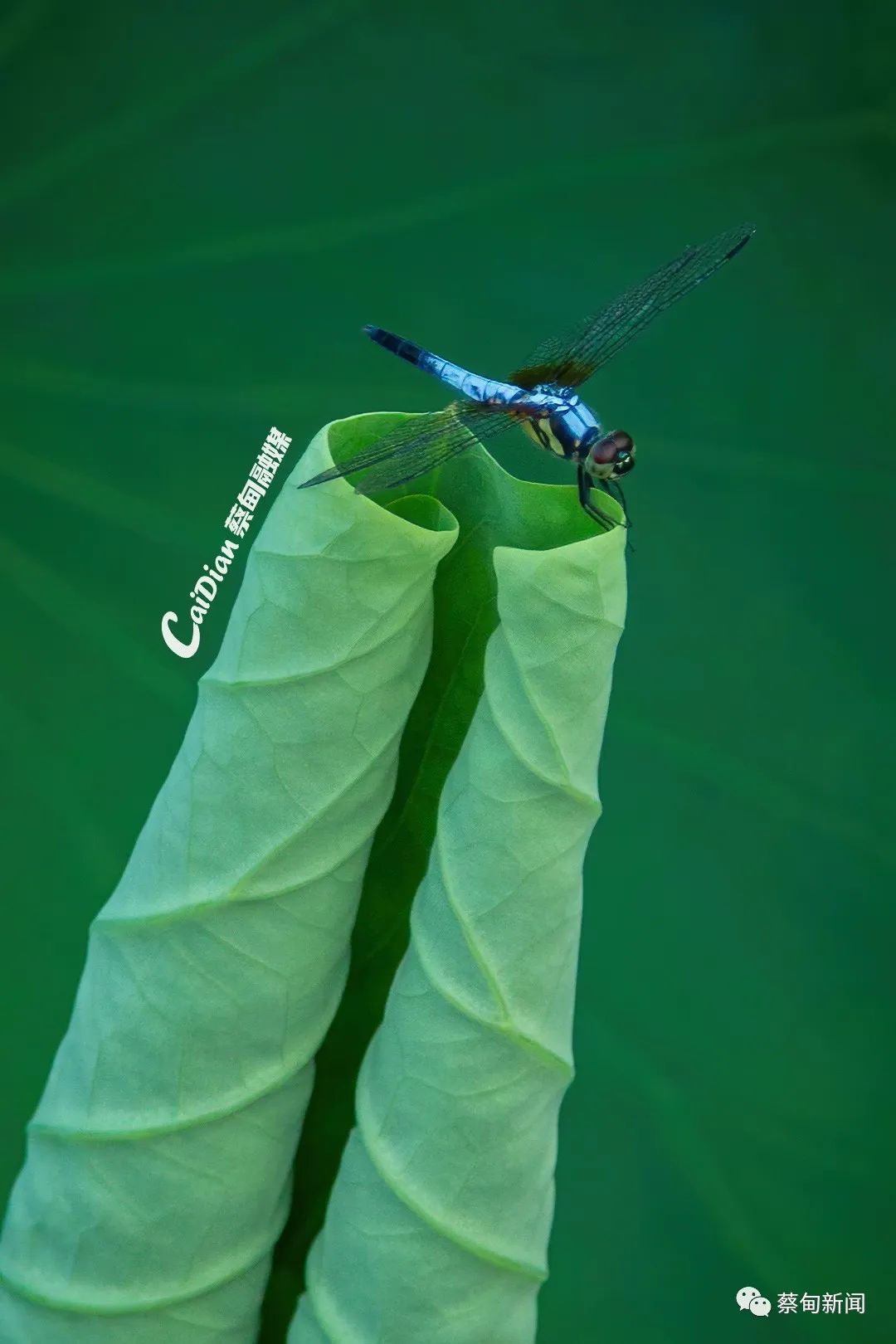 122756ontrnangkg595bn5.jpeg