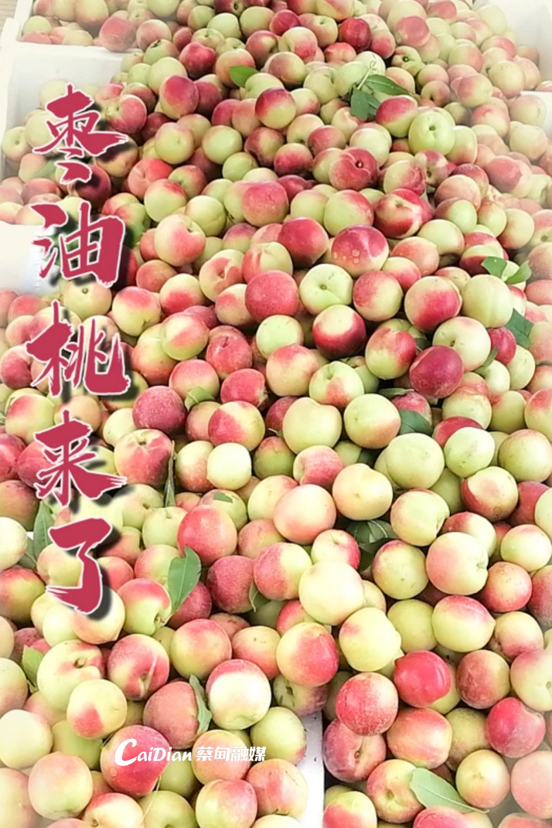 125222kpfxx3e0nq9z3jo2.png