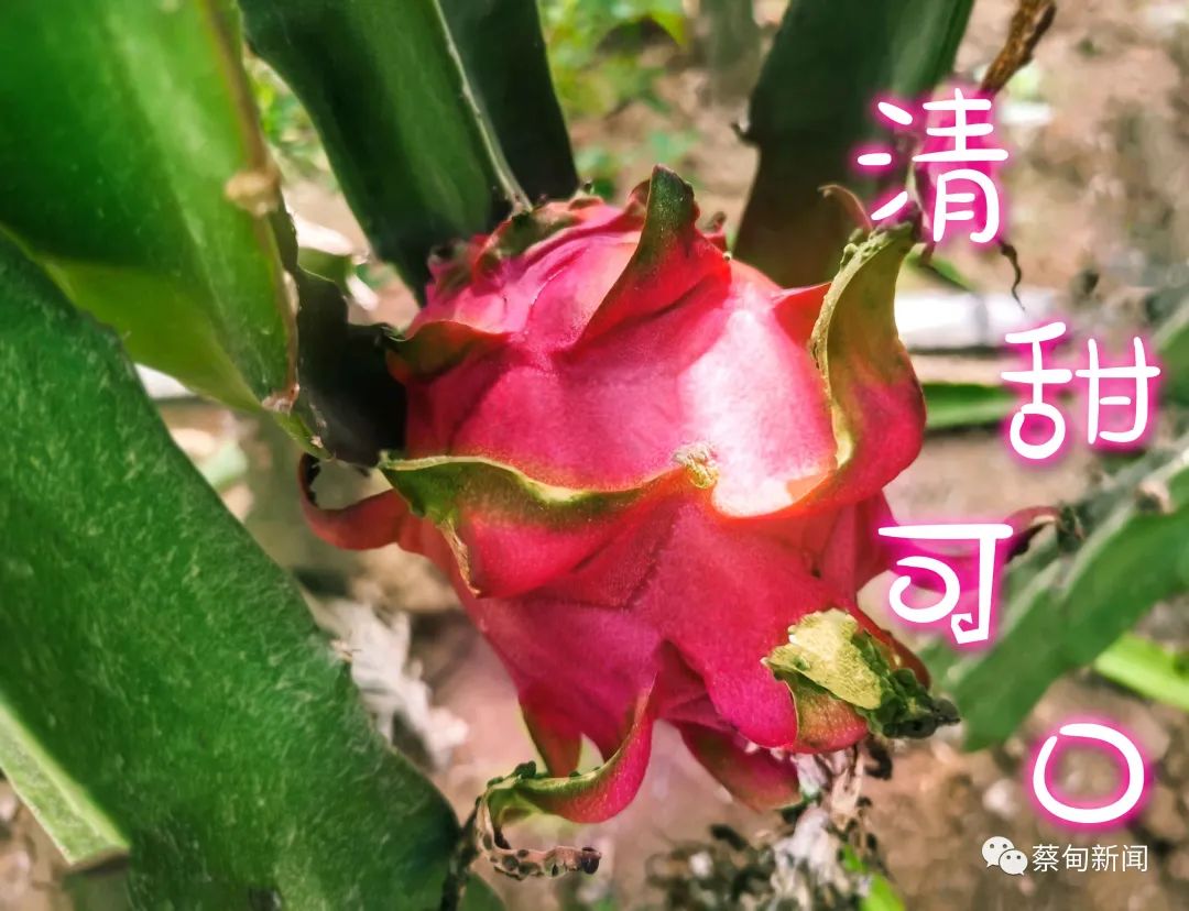 131113lcx3xk111uf1fdsf.jpeg