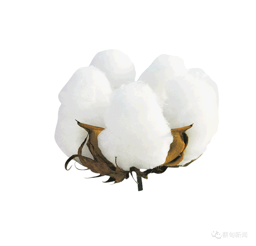 105425frmmkflzrd0d7mpa.png