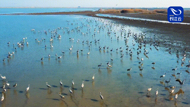 175139ki50r5hirroy00g6.gif