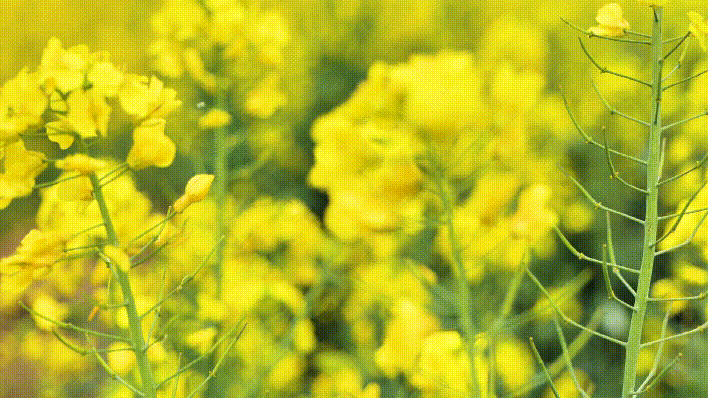 122522m1llf1xvnyd7vlbr.gif