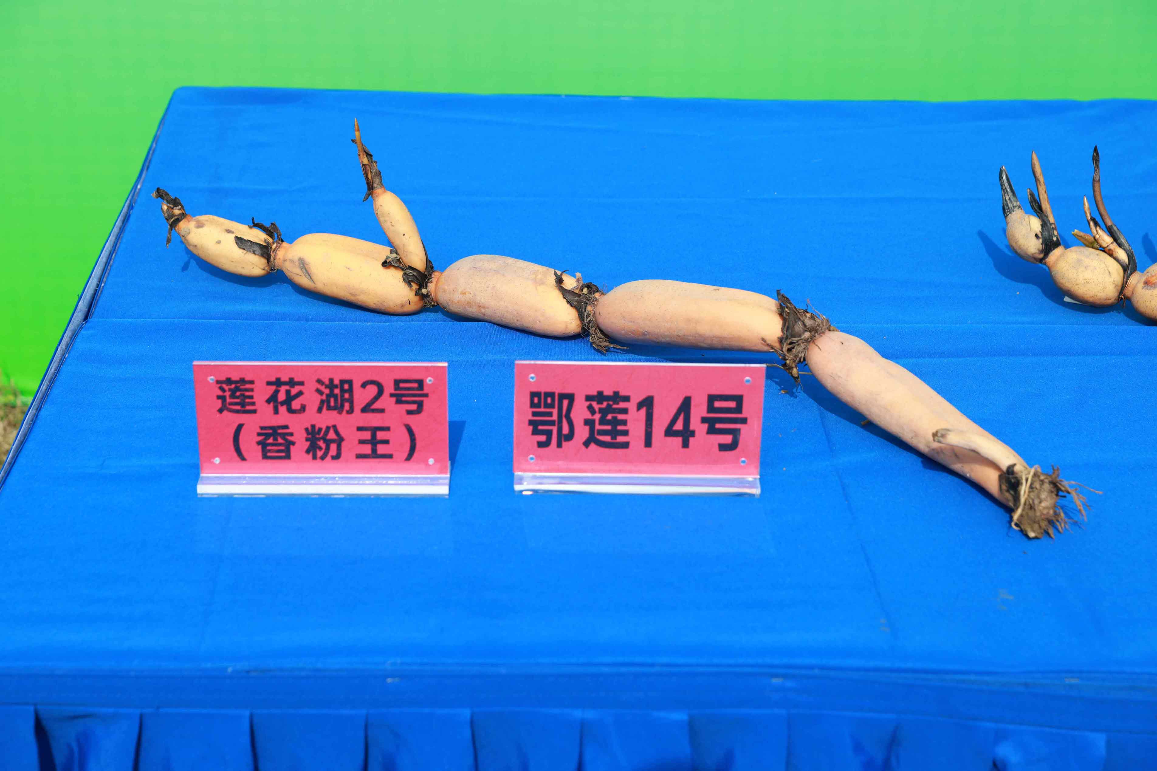 R5C_9331.jpg