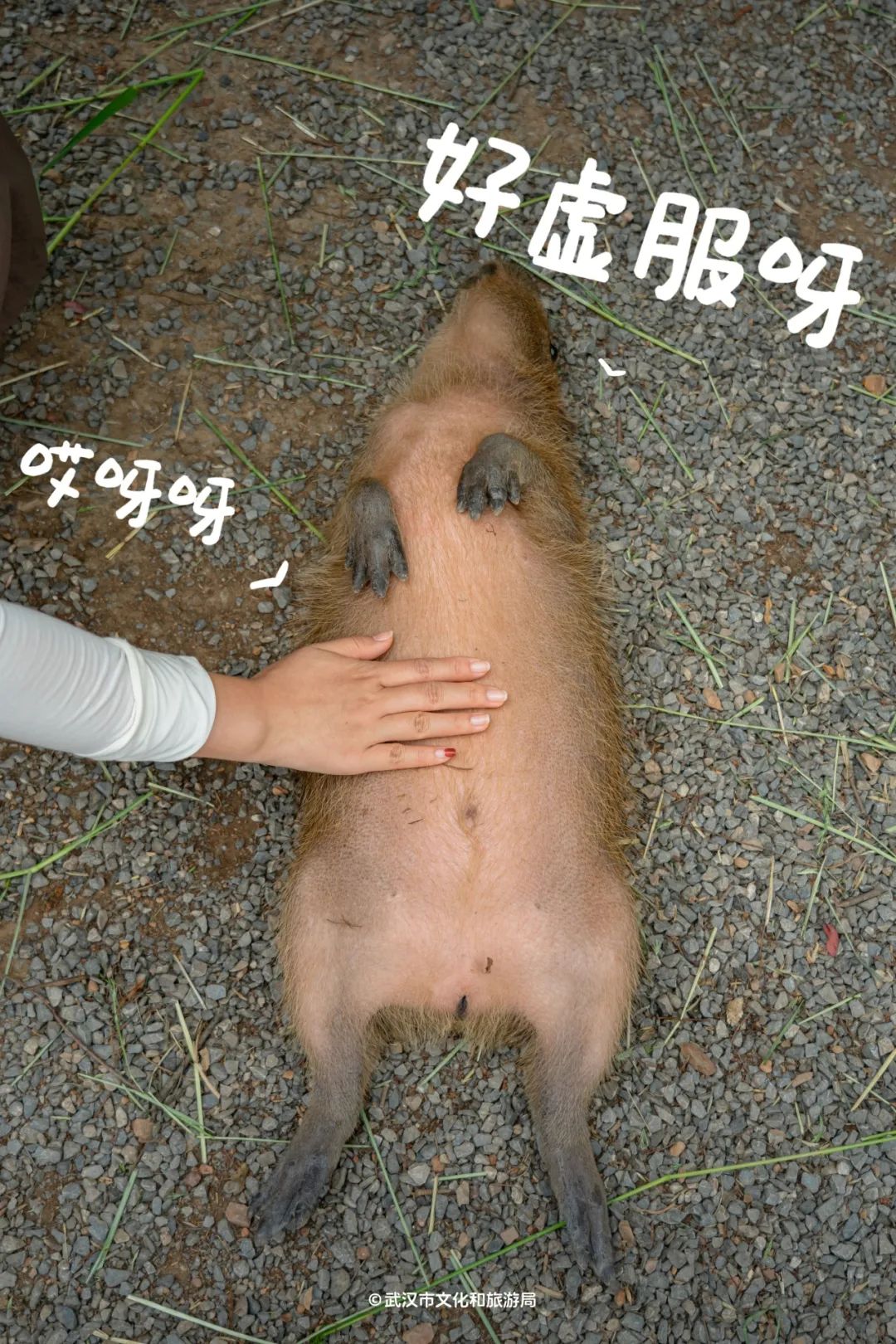 162333u4gpb0g6t6g610n6.jpeg