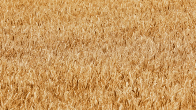 185359ixtida12t207kjaw.gif