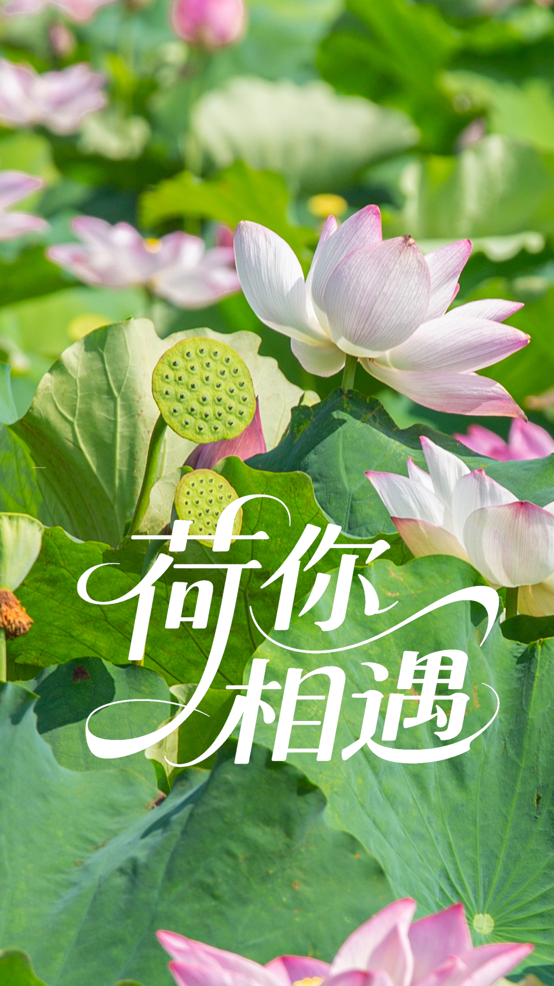 193055wyxf9cd6s168ycf9.png